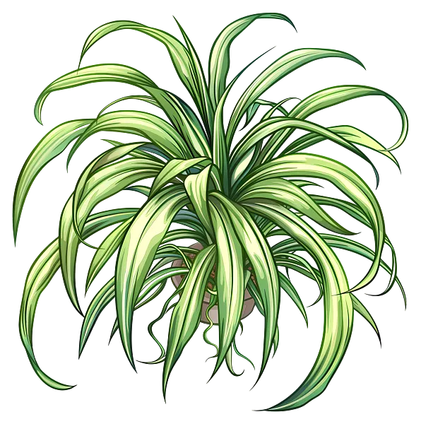 吊兰盆栽绿叶室内植物室内植物-长绿叶盆栽植物-图巨人