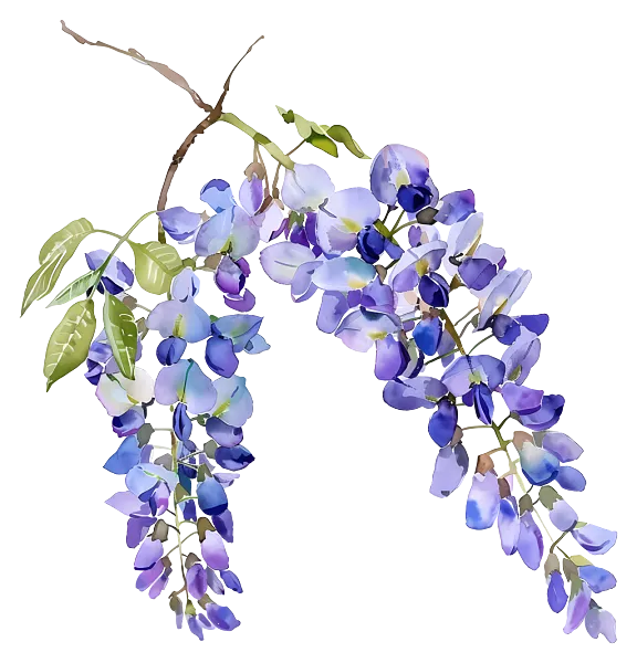 紫藤花-紫藤盛开，紫色的花朵-图巨人