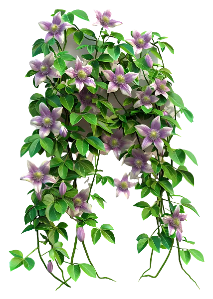 春天的花朵-藤蔓状绿色植物上的紫色花朵-图巨人