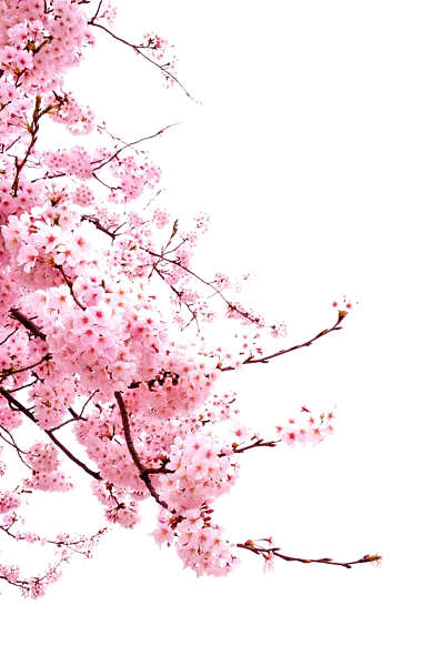 花卉图案背景-图巨人