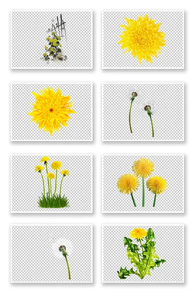 清新风小菊花免扣素材-图巨人