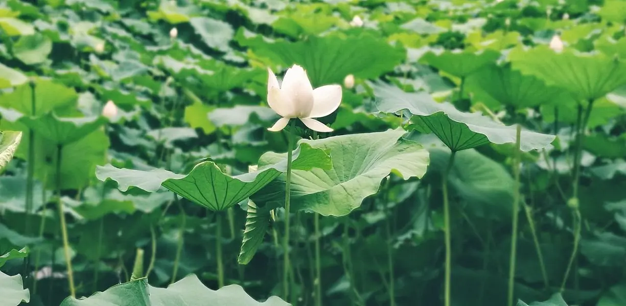 夏天 荷花 绿色 立夏 自然 荷叶 池塘 立夏 立夏 立夏-图巨人