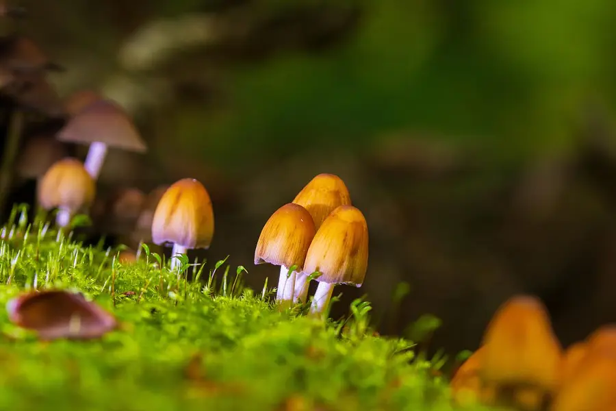 蘑菇 植物 毒菌 真菌学 森林 荒野 自然 真菌种类 特写-图巨人