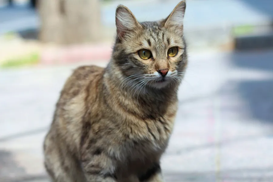 人行道上一只猫的特写-图巨人