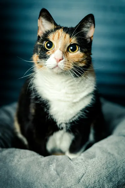 灰色纺织品上的印花布猫-图巨人