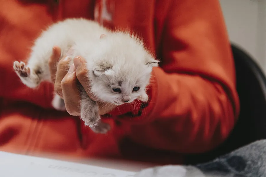 一个人手里拿着一只白色的小猫-图巨人