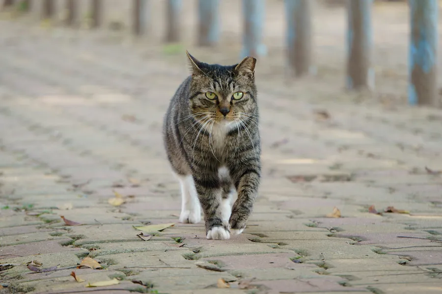 一只猫正在鹅卵石路上行走-图巨人