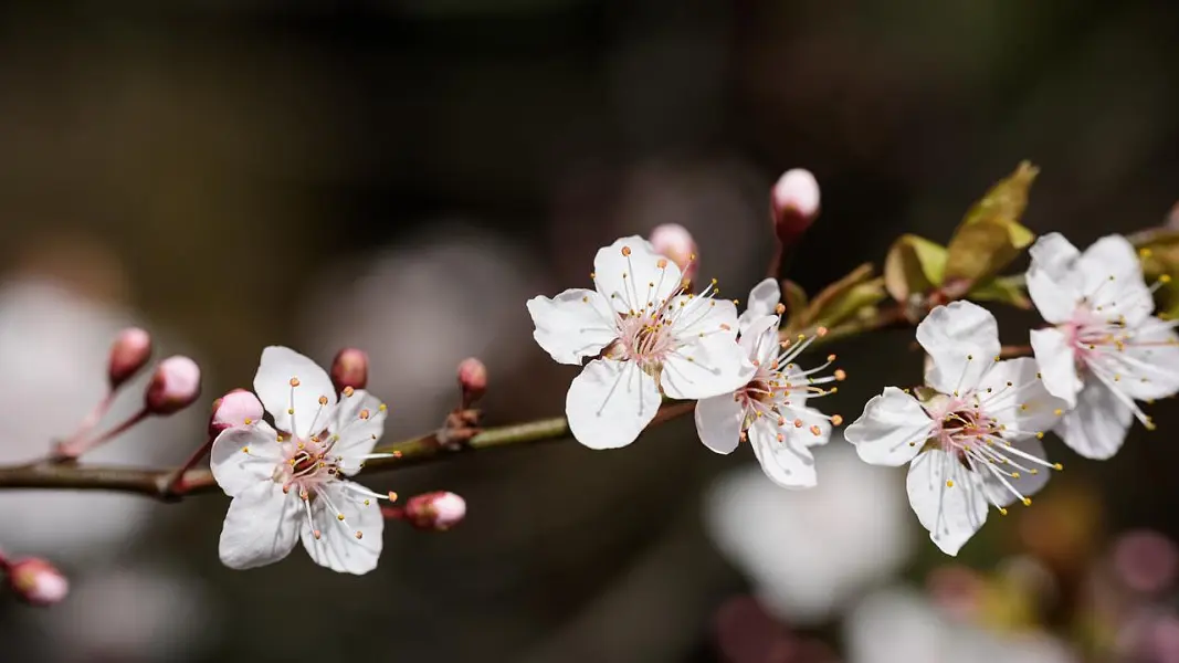 春天 花朵 开花 花瓣 枝杈 有天赋的人-图巨人