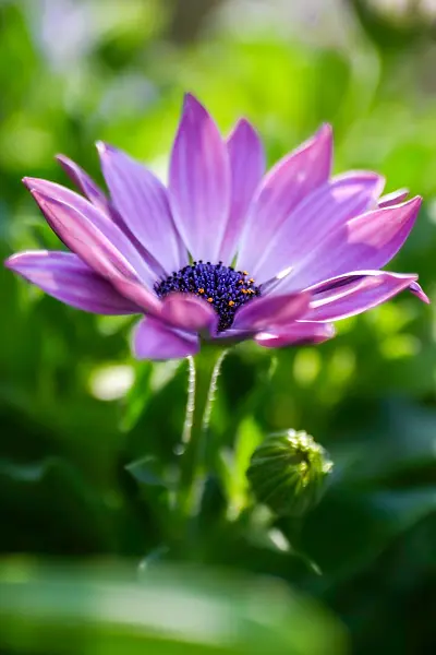 玛格丽特 花卉背景 自然 花 美丽的花朵 开花 紫色 花园 庭园-图巨人