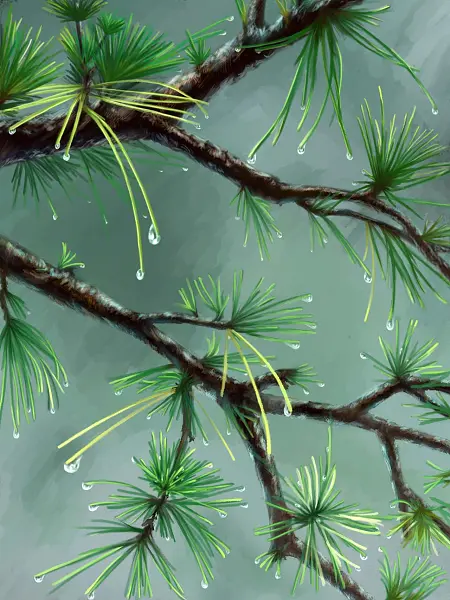 枝杈 针叶林 水滴 雨 绿色 有天赋的人 寒冷的 雨 雨 雨-图巨人