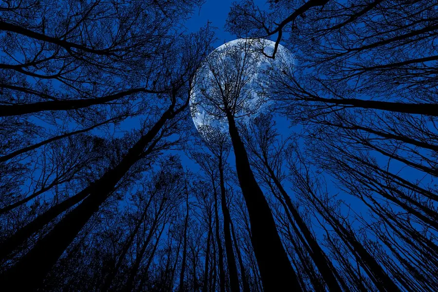 月亮 树木 夜空 夜晚 自然 月光 黄昏 黑暗 月亮 月亮-图巨人