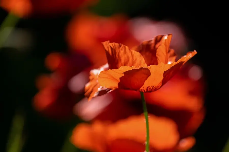 罂粟 花 红罂粟 花壁纸 花卉背景 红花 花瓣 红色花瓣-图巨人