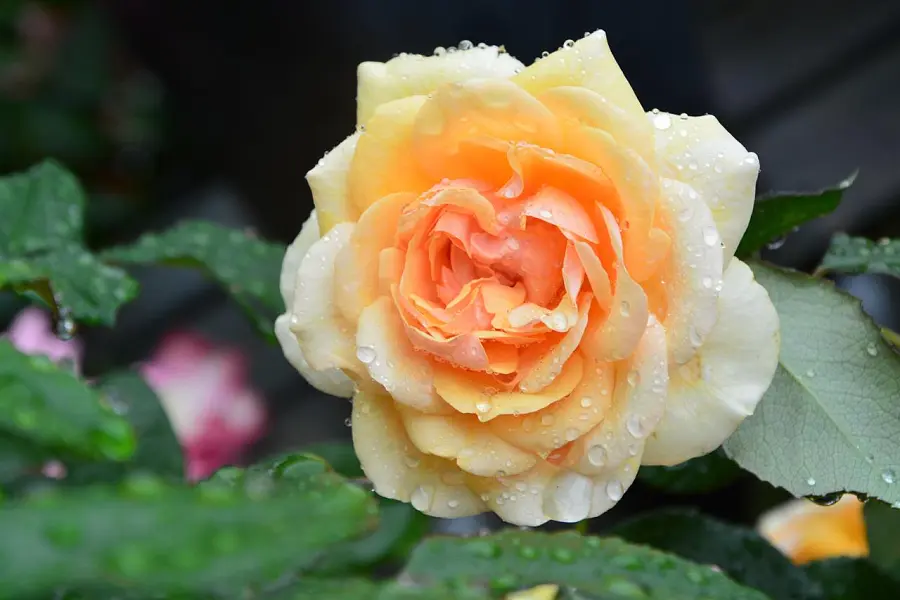 花 自然 灌木 美丽的花朵 玫瑰 绿叶 植物 花卉背景 浪漫的-图巨人