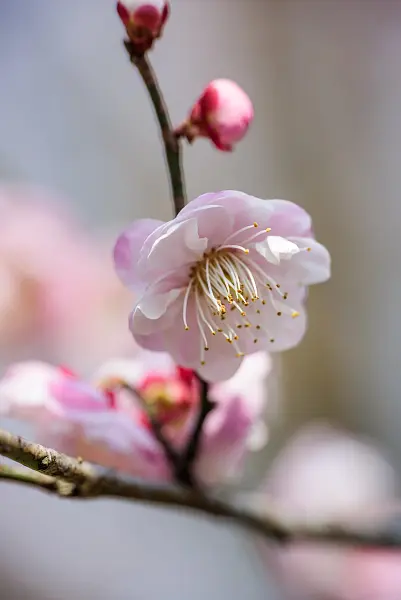 春天 花朵 花瓣 蕊 枝杈 特写 有天赋的人 户外的-图巨人