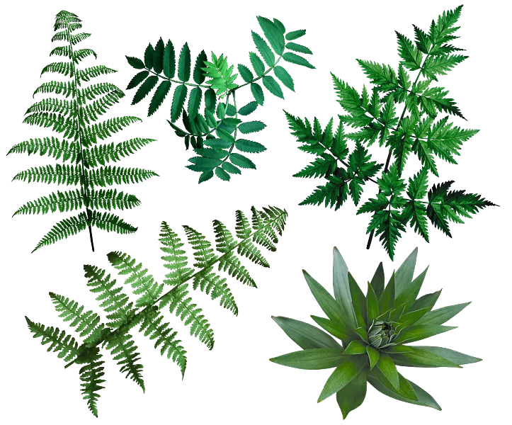 草 叶子 蕨 自然 植物学 床单 青菜 植物群-图巨人